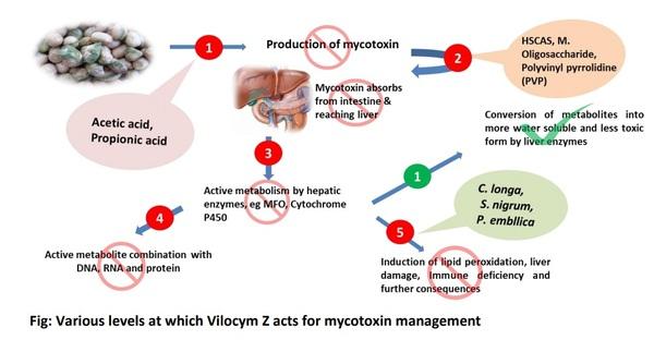 Natural and Complete solution for multiple mycotoxin management and growth promotion in Poultry - Image 3
