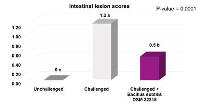 Bacillus subtilis DSM 32315 (GutCare®) restores microbiota composition an promote performance in broilers under necrotic enteritis infection - Image 4