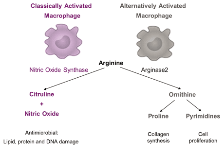 The Role of Amino Acids in the Immune System – A special focus on broilers. - Image 4
