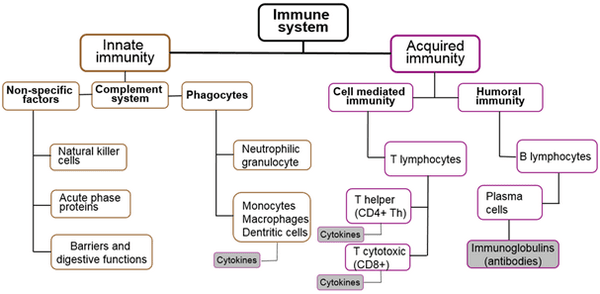 Roles of functional amino acids in the immune system of pigs - Image 1