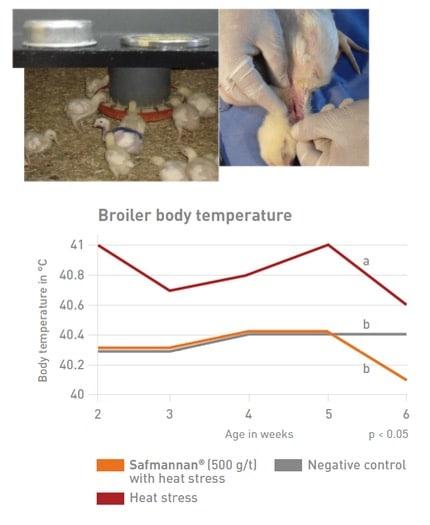 The effect of heat stress on broiler performance and strategies to reduce this effect - Image 5
