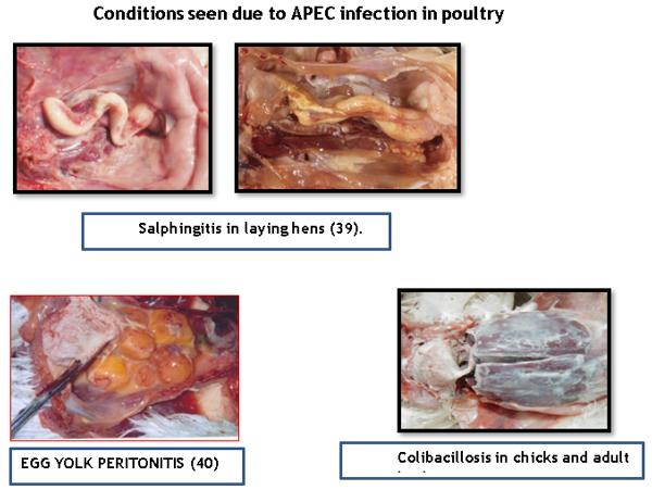 Bacteriophage therapy in effective control of E.Coli infections in poultry - Image 1