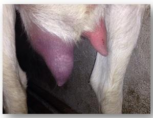Treating clinical mastitis: An alternative approach - Image 1