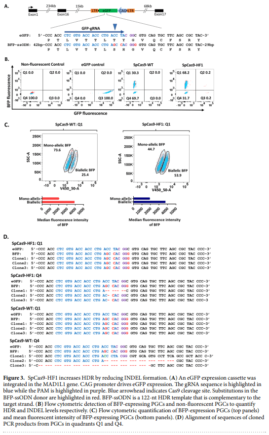 High fidelity CRISPR/Cas9 increases precise monoallelic and biallelic editing events in primordial germ cells - Image 3