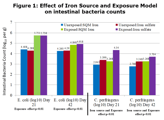Effect of SQM Iron in Broilers Under Microbial Exposure - Image 1