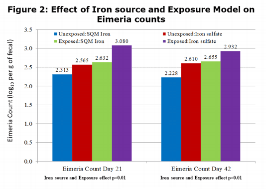 Effect of SQM Iron in Broilers Under Microbial Exposure - Image 2