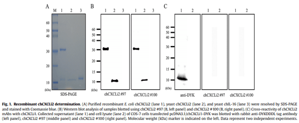 Development and characterization of mouse monoclonal antibodies reactive with chicken CXCLi2 - Image 1