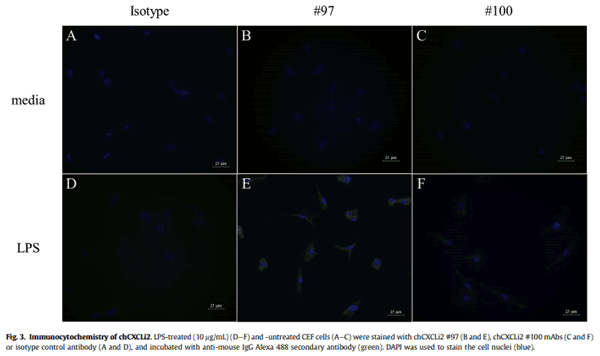 Development and characterization of mouse monoclonal antibodies reactive with chicken CXCLi2 - Image 3
