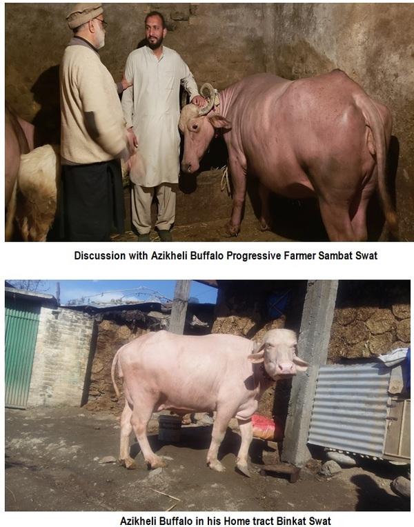 Azikheli Buffalo Breed of Swat-Khyber Pukhtun Khwa-Pakistan - Image 5
