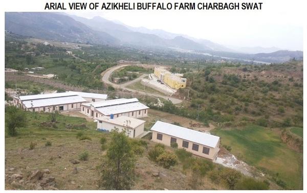 Azikheli Buffalo Breed of Swat-Khyber Pukhtun Khwa-Pakistan - Image 4