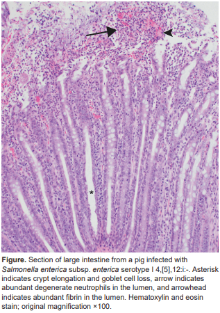 Salmonella enterica I 4,[5],12:i:- Associated with Lesions Typical of Swine Enteric Salmonellosis - Image 2