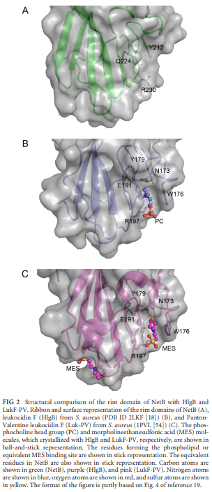 Structural and Functional Analysis of the Pore-Forming Toxin NetB from Clostridium perfringens - Image 2