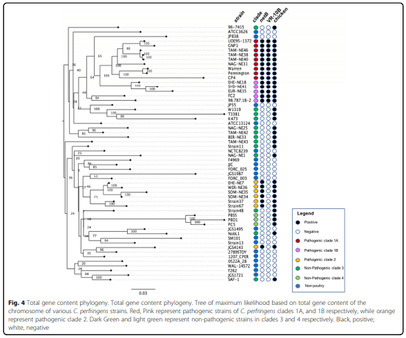 Whole genome analysis reveals the diversity and evolutionary relationships between necrotic enteritis-causing strains of Clostridium perfringens - Image 6
