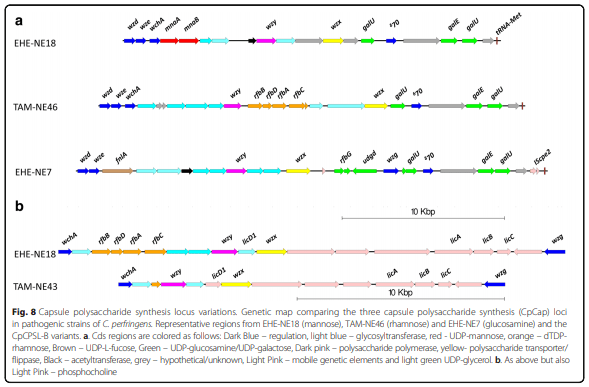 Whole genome analysis reveals the diversity and evolutionary relationships between necrotic enteritis-causing strains of Clostridium perfringens - Image 10