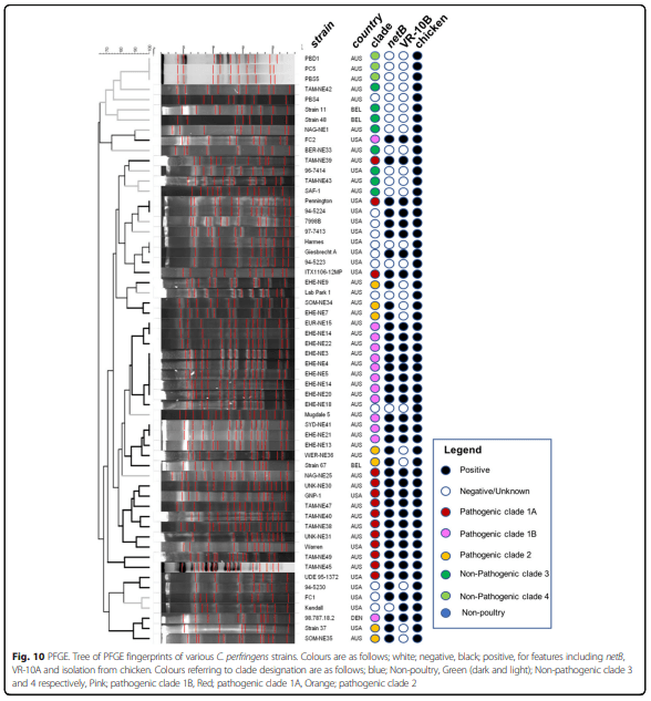 Whole genome analysis reveals the diversity and evolutionary relationships between necrotic enteritis-causing strains of Clostridium perfringens - Image 12