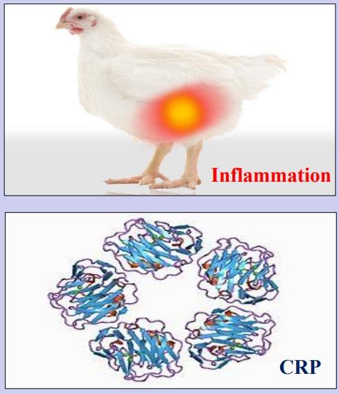 A low level of C-reactive protein (CRP) as a potential marker for lower inflammation in laying hens - Image 1