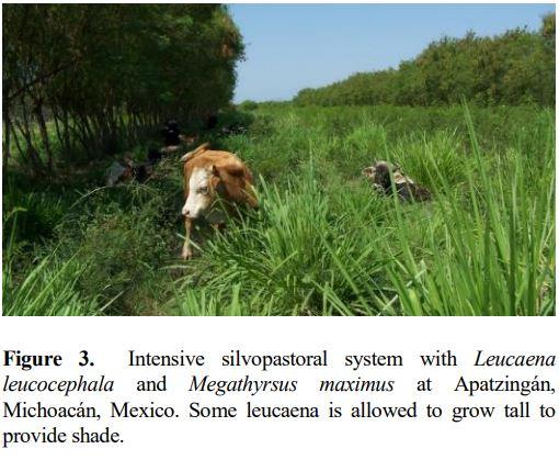 Establishment and management of leucaena in Latin America - Image 4