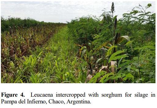 Establishment and management of leucaena in Latin America - Image 5