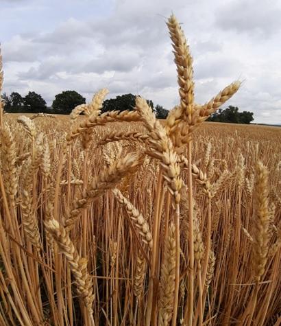 ADISSEO Poland 2019: Survey of mycotoxins in wheat - Image 1