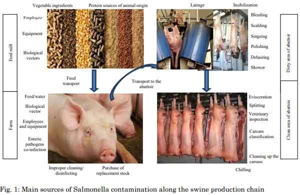 A Review of Prevention and Control Methods of Salmonella species in Swine Production the Role of Dietary Non-Nutritional Additives - Image 2
