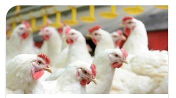 Helping Poultry Beat the Heat with Microencapsulated Phytase Enzymes - Image 1