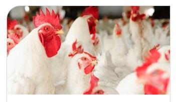 The Power of Stabilized Enzymes in Poultry Feed - Image 1