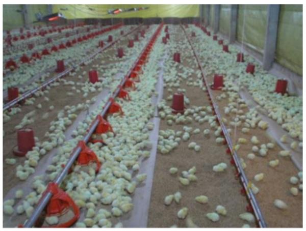 Precision nutrition for high performance broilers - Image 11