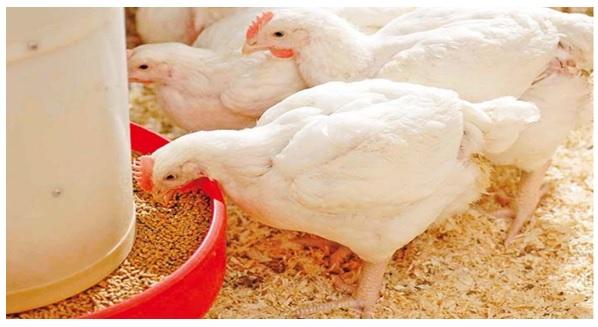 Precision nutrition for high performance broilers - Image 18
