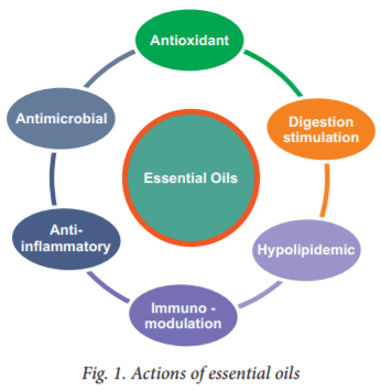 Essential oil fortification and their applications in poultry - Image 2