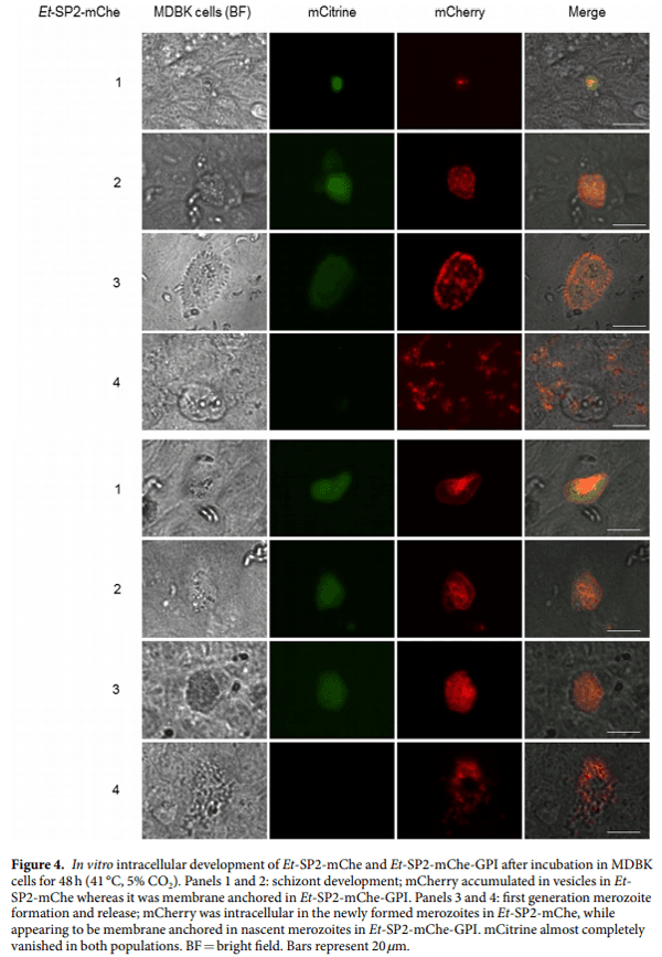 Eimeria tenella protein trafficking: differential regulation of secretion versus surface tethering during the life cycle - Image 6
