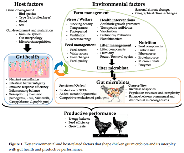 Microbiota, Gut Health and Chicken Productivity: What Is the Connection? - Image 1