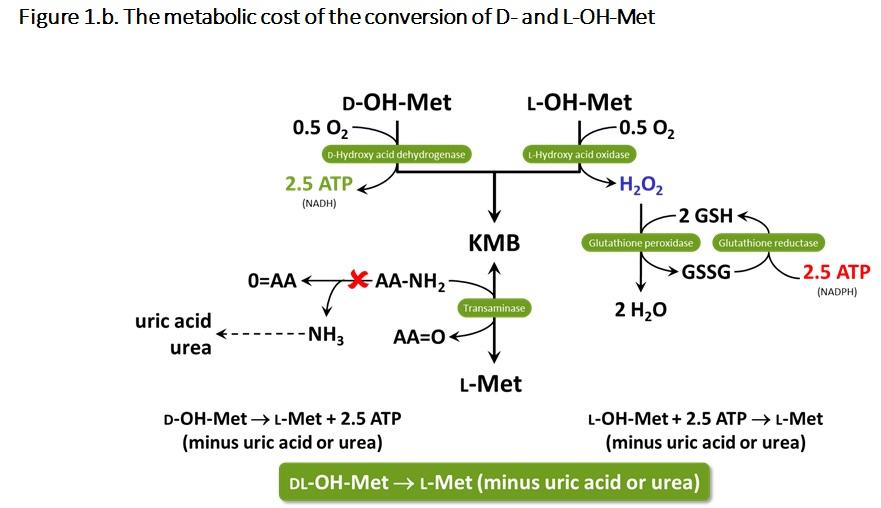 Energy values of synthetic amino acids in feed formulation: the case of methionine sources - Image 4