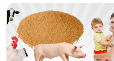 People, Poultry, Pigs & Probiotics - Image 1