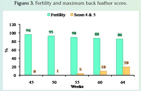 How to Improve the Fertility and Hatchability in Broiler Breeders - Image 4