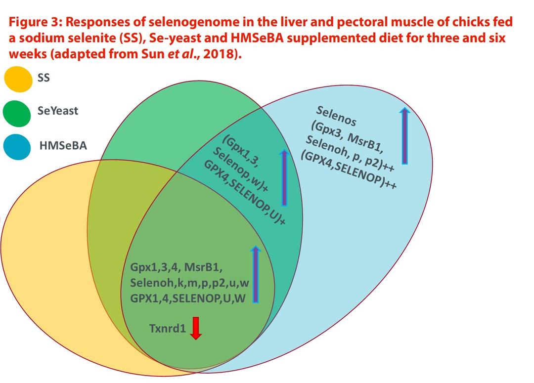 Forms of dietary selenium and drivers of efficacy: From genes to biological effects - Image 4