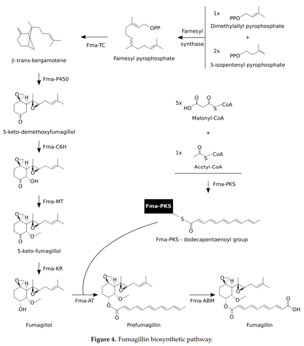 Fumagillin, a Mycotoxin of Aspergillus fumigatus: Biosynthesis, Biological Activities, Detection, and Applications - Image 6