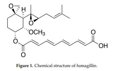 Fumagillin, a Mycotoxin of Aspergillus fumigatus: Biosynthesis, Biological Activities, Detection, and Applications - Image 1