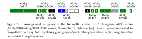 Fumagillin, a Mycotoxin of Aspergillus fumigatus: Biosynthesis, Biological Activities, Detection, and Applications - Image 3