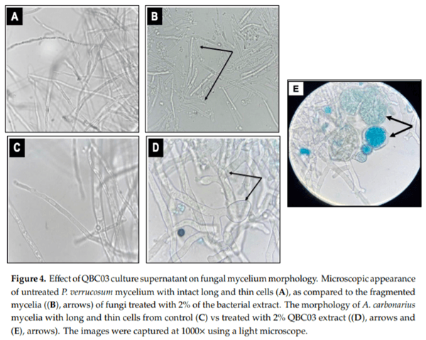 In-Vitro Application of a Qatari Burkholderia cepacia strain (QBC03) in the Biocontrol of Mycotoxigenic Fungi and in the Reduction of Ochratoxin A biosynthesis by Aspergillus carbonarius - Image 4