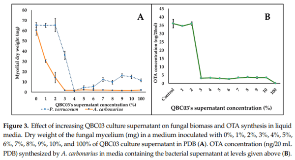 In-Vitro Application of a Qatari Burkholderia cepacia strain (QBC03) in the Biocontrol of Mycotoxigenic Fungi and in the Reduction of Ochratoxin A biosynthesis by Aspergillus carbonarius - Image 3