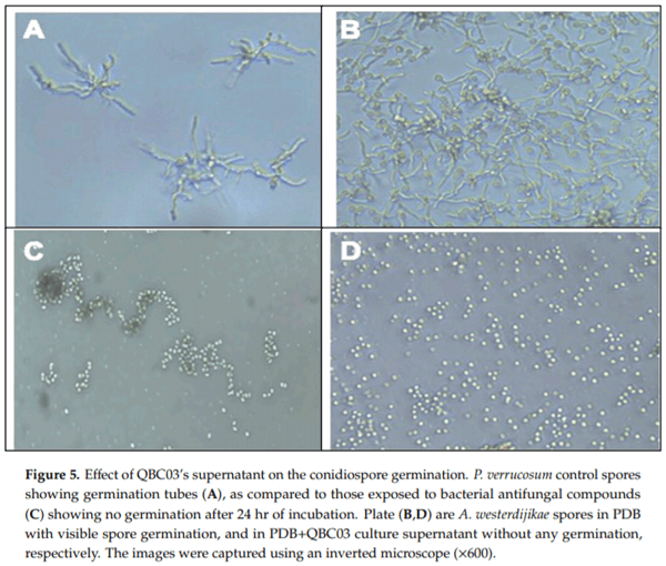 In-Vitro Application of a Qatari Burkholderia cepacia strain (QBC03) in the Biocontrol of Mycotoxigenic Fungi and in the Reduction of Ochratoxin A biosynthesis by Aspergillus carbonarius - Image 5
