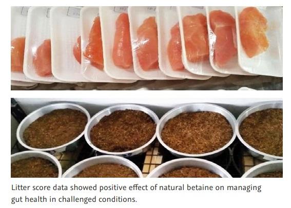 Comparing the effect of different methyl group donors on the carcass quality of broilers in challenged conditions and the effect on the litter quality, from 0 to 38 days of age - Image 2