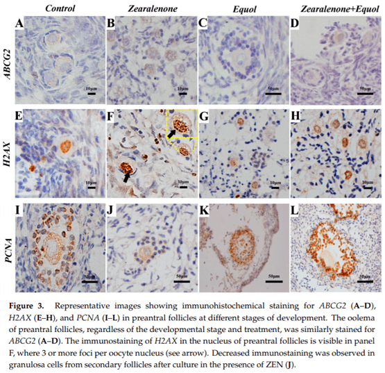 Equol: A Microbiota Metabolite Able to Alleviate the Negative Effects of Zearalenone during In Vitro Culture of Ovine Preantral Follicles - Image 5