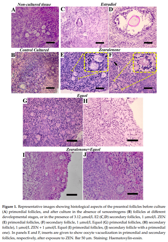 Equol: A Microbiota Metabolite Able to Alleviate the Negative Effects of Zearalenone during In Vitro Culture of Ovine Preantral Follicles - Image 2