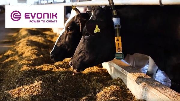 Mepron® increased the Performance of Danish Dairy Herds - Image 1