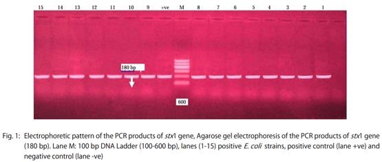 Genetic Variation among Avian Pathogenic E. coli Strains Isolated from Broiler Chickens - Image 3