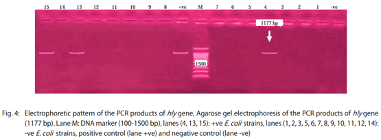 Genetic Variation among Avian Pathogenic E. coli Strains Isolated from Broiler Chickens - Image 6