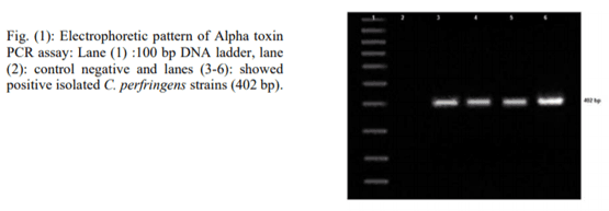 PCR based detection of Alpha toxin gene in Clostridium perfringens strains isolated from diseased broiler chickens - Image 4
