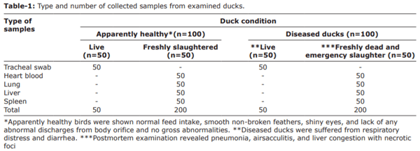 Prevalence, molecular typing, and antimicrobial resistance of bacterial pathogens isolated from ducks - Image 1