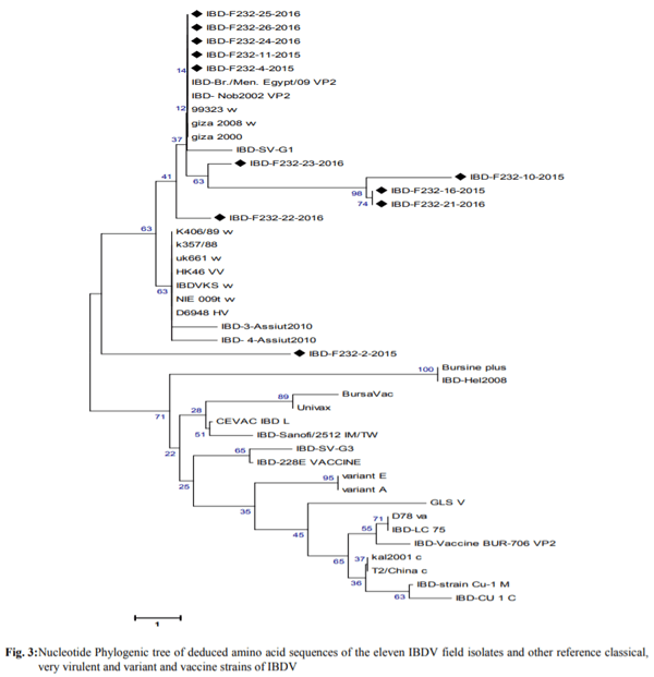 Variations in Pathogenicity and Molecular Characterization of Infectious Bursal Disease Virus (IBDV) in Egypt - Image 6